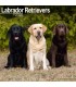 Labradors 2024