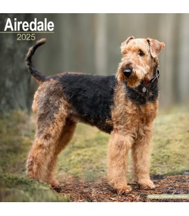Airedale 2024