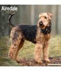 Airedale 2025