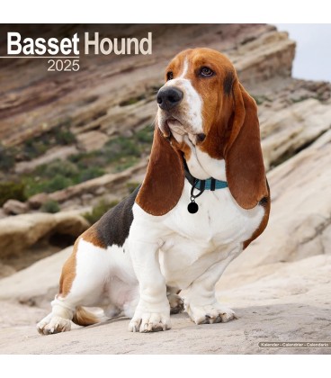 Basset Hound calendrier 2024