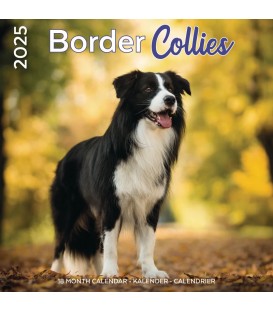 Border Collie Calendrier 2024