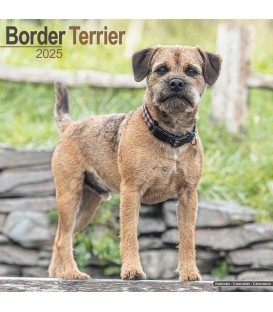 Border Terrier 2025