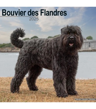 Bouvier des Flandres 2024