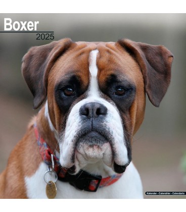 Boxer Calendrier 2024