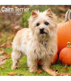 Cairn Terrier 2025
