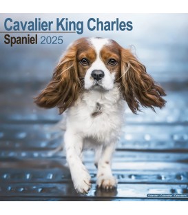 Cavalier King Charles 2025