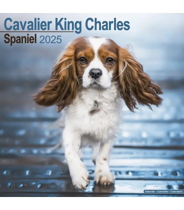 Cavalier King Charles 2024