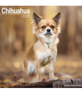 Chihuahua 2025