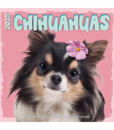 Chihuahua STUDIO 2024