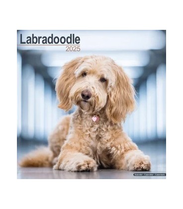 Labradoodle 2024