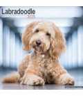 Labradoodle 2025