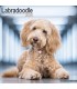 Labradoodle 2024