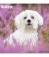 Bichon Maltais 2024