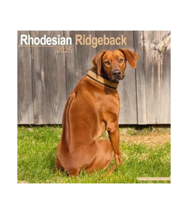 Rhodesian Ridgeback 2024