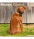 Rhodesian Ridgeback 2024