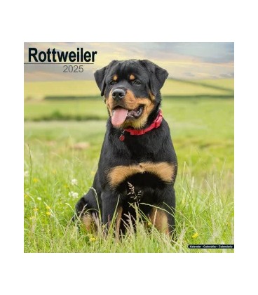 Rottweiler 2024