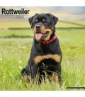 Rottweiler 2025