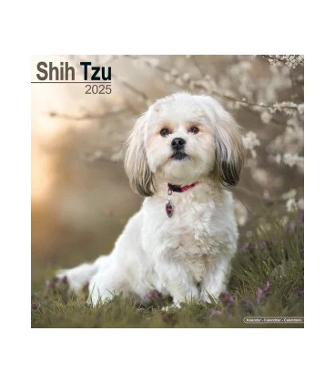 SHIH TZU 2024