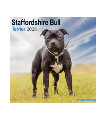 Staffordhire Bull Terrier 2023