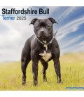 Staffordhire Bull Terrier 2025