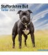 Staffordhire Bull Terrier 2023