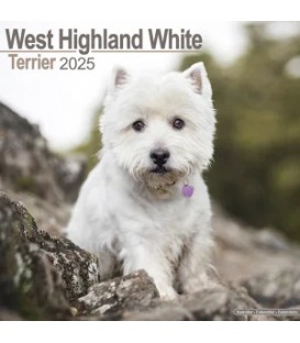 West Highland White terrier 2024