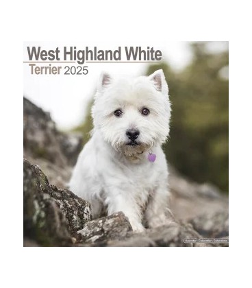 West Highland White terrier 2024