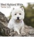 West Highland White terrier 2024