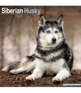 Siberian Husky 2025