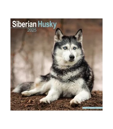 Siberian Husky 2024