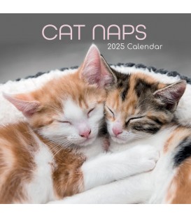 Siestes de chats 2025