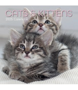 Chats et chatons 2025