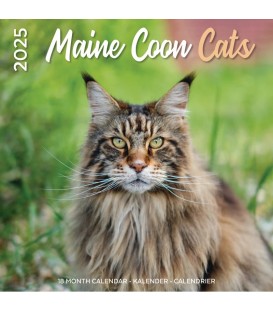 Maine Coon 2025