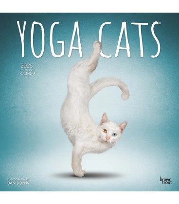 Yoga des chats 2025