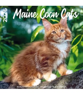 Maine Coon 2025