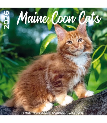 Maine Coon 2025