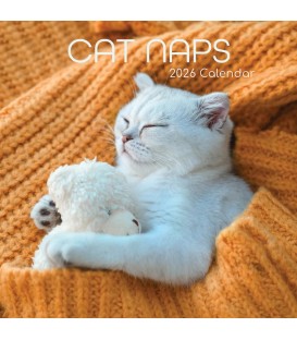 Siestes de chats 2025