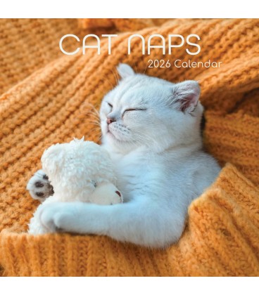Siestes de chats 2025