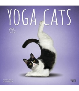 Yoga des chats 2025