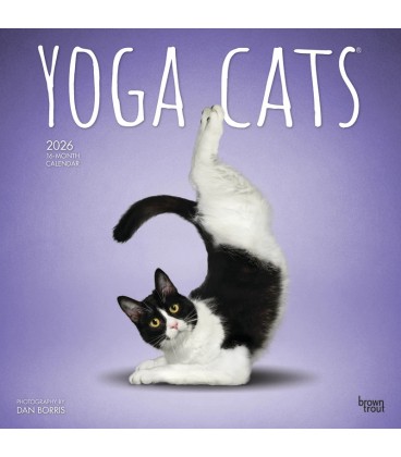 Yoga des chats 2025