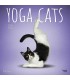 Yoga des chats 2025