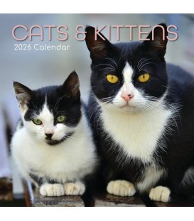 Chats et chatons 2025