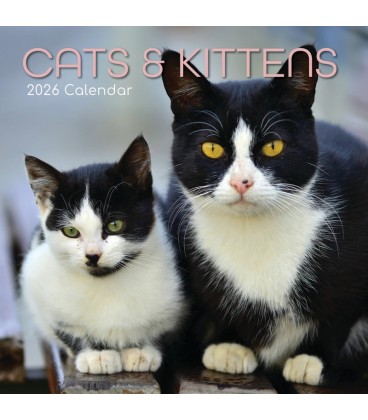 Chats et chatons 2025