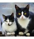 Chats et chatons 2025