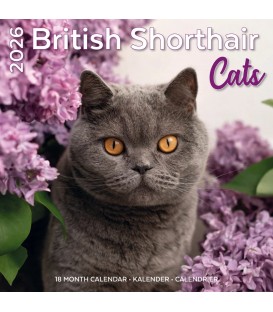 British Shorthair 2025