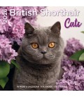 British Shorthair 2025
