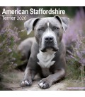 Amstaff 2026