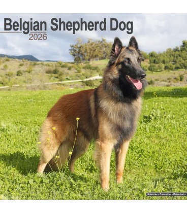 Berger Belge 2024