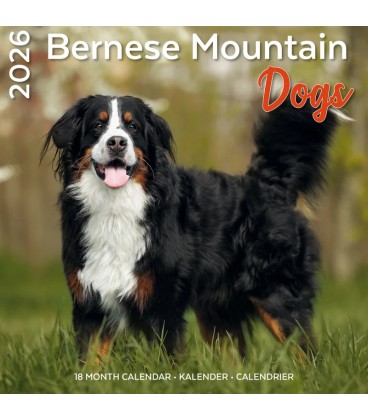 Bouvier Bernois 2026