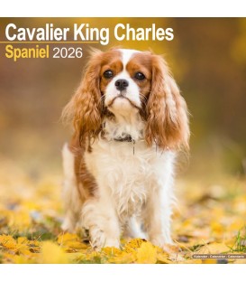 Cavalier King Charles 2026